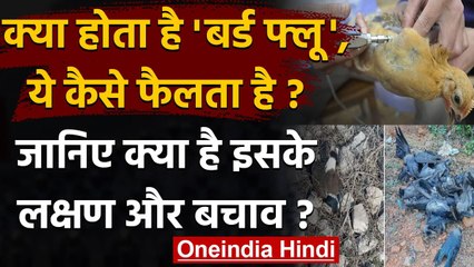 Bird Flu क्या होता है ये कैसे फैलता है, जानिए इसके लक्षण और बचाव? | वनइंडिया हिंदी