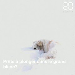 下载视频: Les plus belles photos de blanc de nos internautes