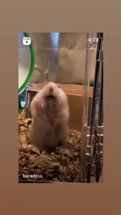 hamster
