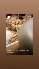 ハムスター