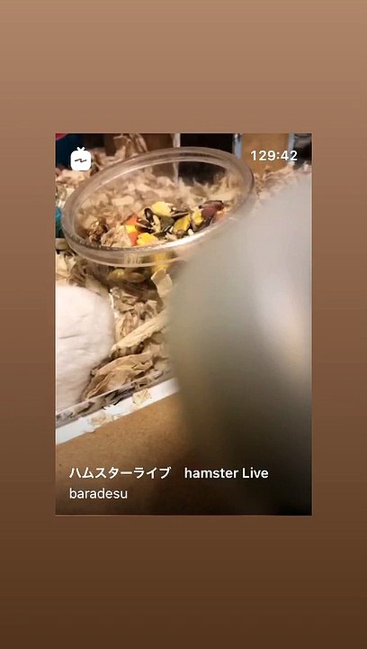 ハムスター