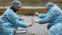 Preparations in these states against Bird flu