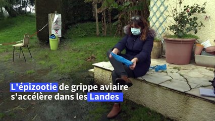 Grippe aviaire: "situation explosive" pour les petits producteurs des Landes