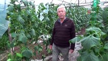 Serası Dolu Nedeniyle Zarar Gören Kadın Çiftçinin Tepkisi ”Patlıcan Pahalı Diyorlar, Halimize Baksın