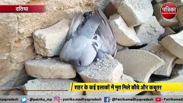 MP में बढ़ रहा है बर्ड फ्लू का खतरा, शहर के कई इलाकों में मृत मिले कौवे और कबूतर