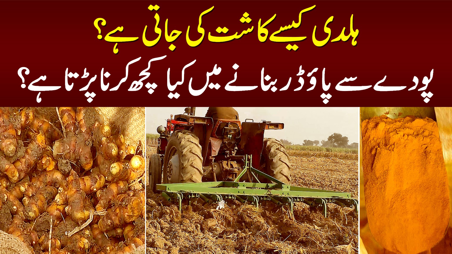 Haldi Kese Kasht Hoti Hai? Haldi Powder Kese Banta Hai? - Very Informative Video