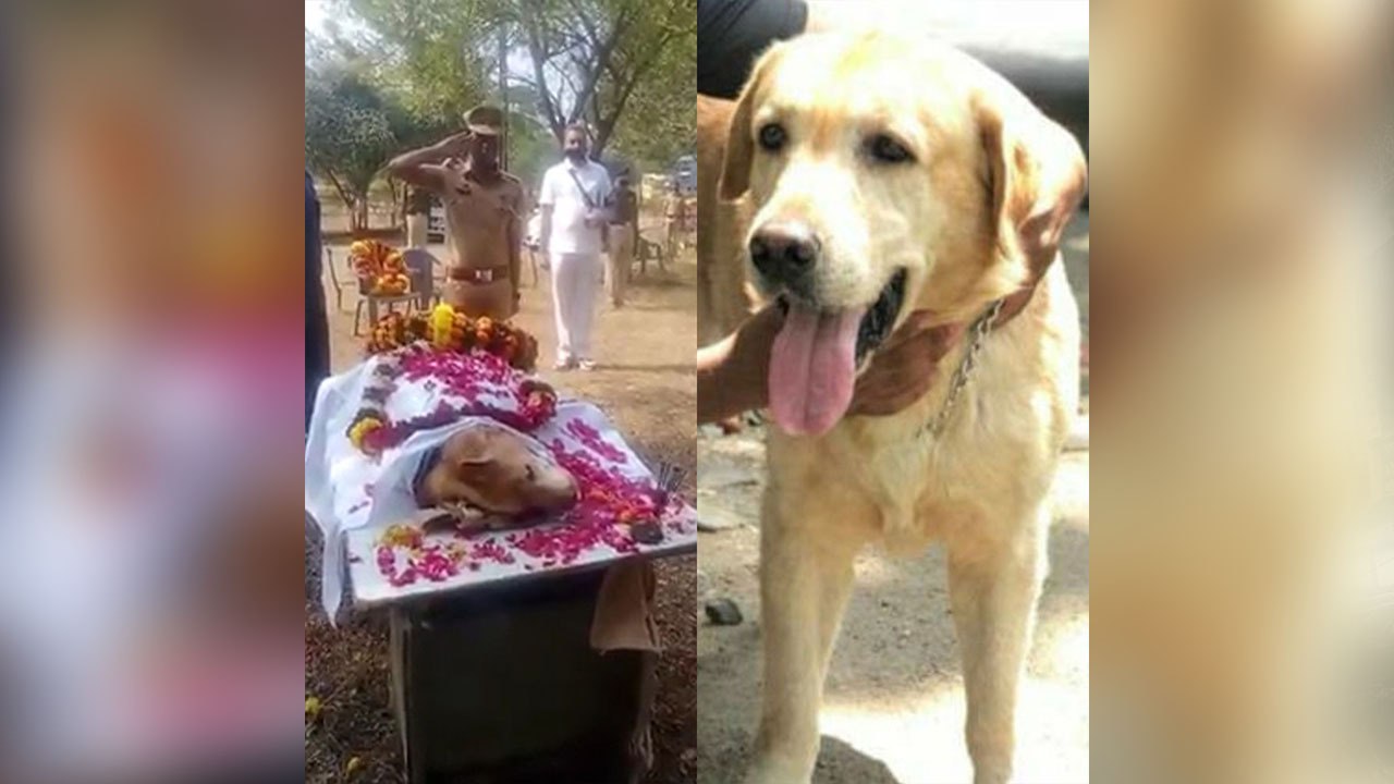 Daredevil Dog Shera Of Nagpur Police Dies Of Hip Dysplasia