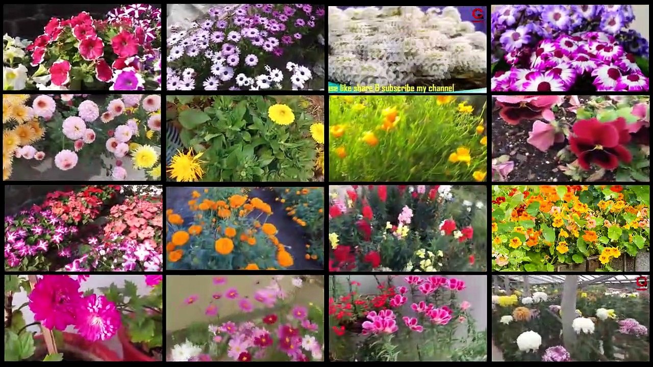 Top 28 Winter Flowers | Winter flowers in India | Winter flowers