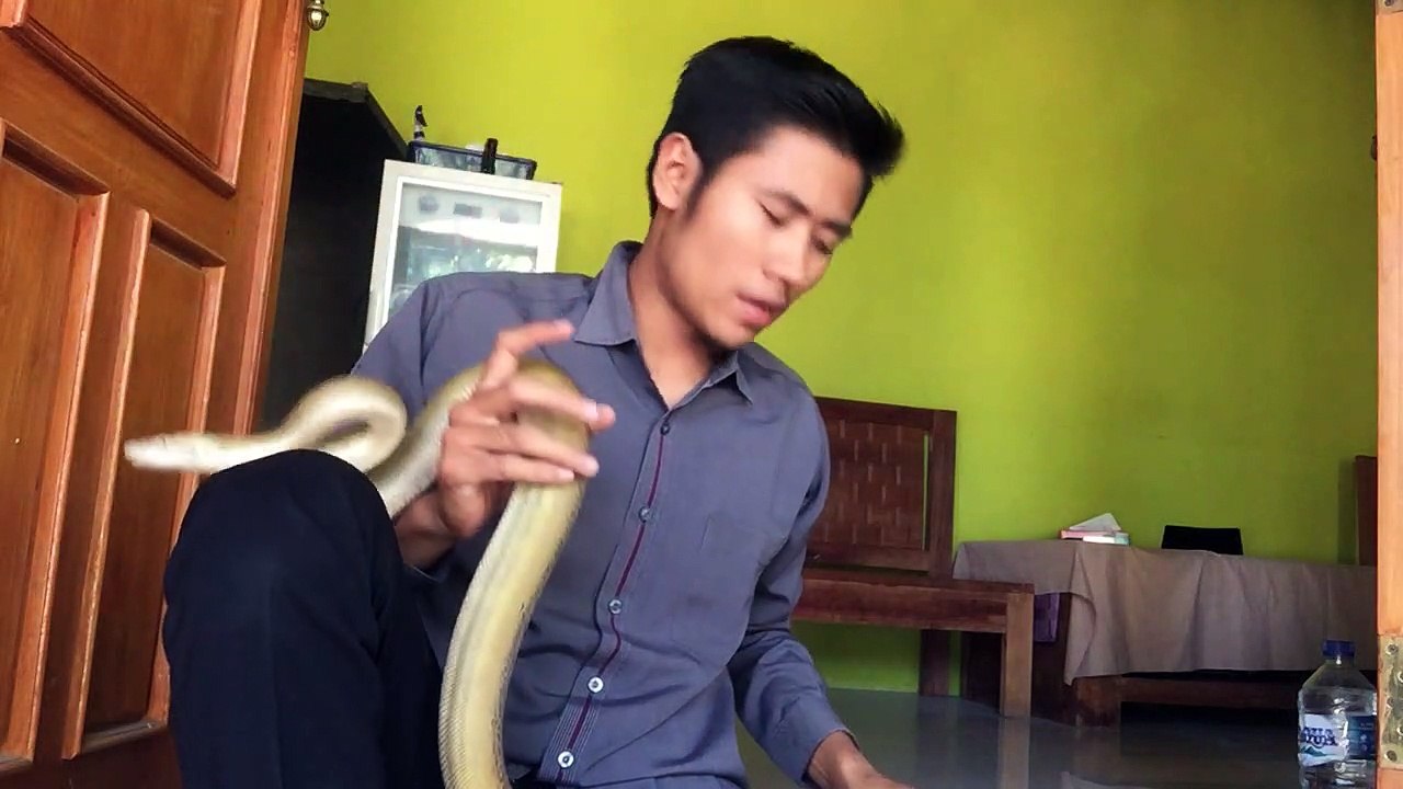 Cara ampuh mengobati sariawan pada python