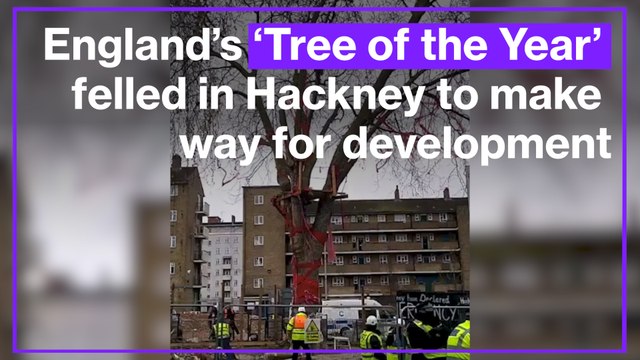 Thousands petition to save England's 150-year-old 'Tree of the Year' from being cut down in Hackney, London