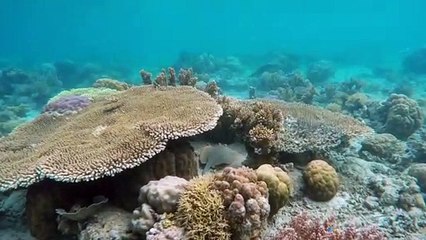 creatures sous-marines