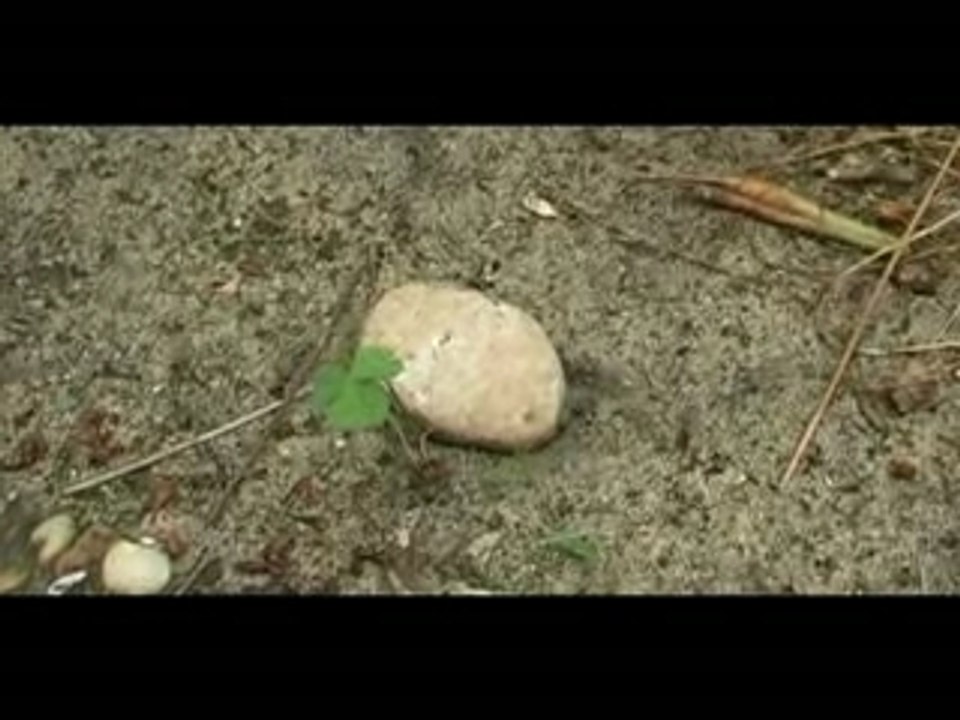 La Vie d'un Galet