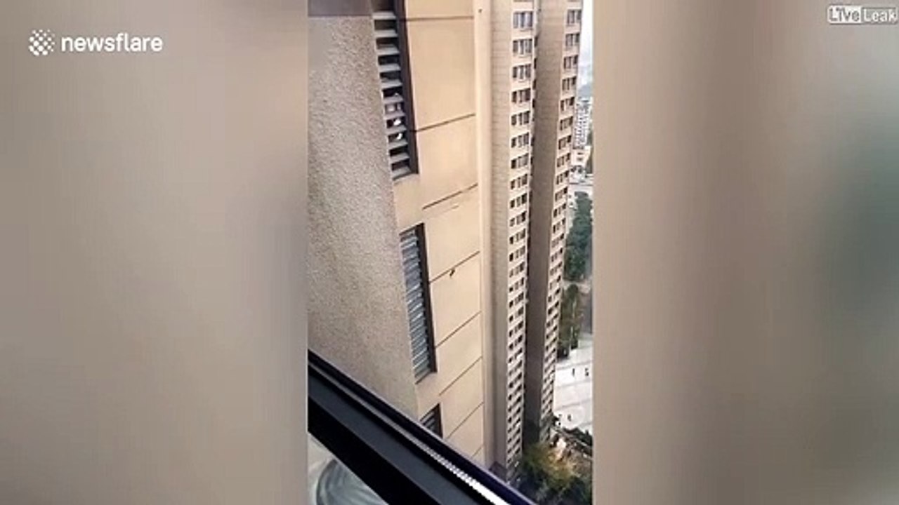 Une souris grimpe un batiment de 30 étage... et sans corde