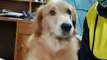 Handsome Golden Retriever Puppy Asks for More Cuddles