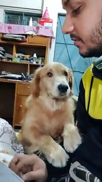 Handsome Golden Retriever Puppy Asks for More Cuddles