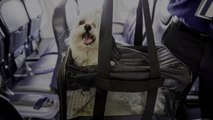 American Airlines Will No Longer Accept Emotional Support Animals on Flights