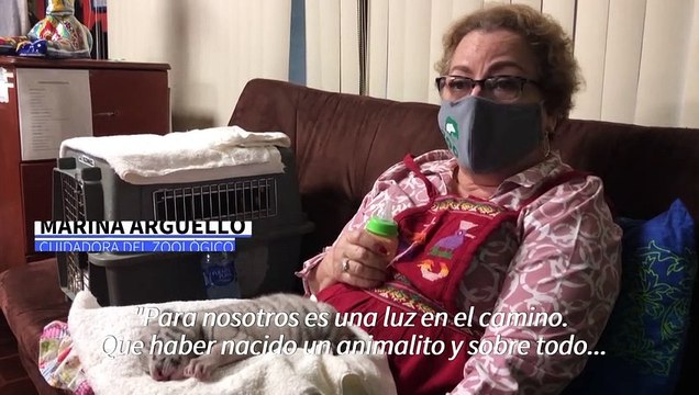 “Nieve”, la primera tigresa blanca nacida en Nicaragua