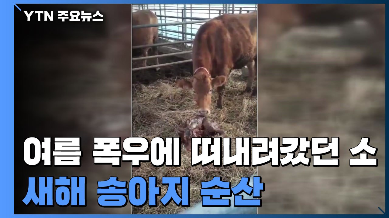 폭우에 55km 떠내려갔던 어미 소...새해 송아지 순산 / YTN