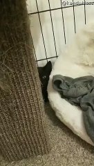 Hissy Kitten is Calmed by a Finger