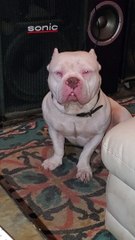 Dog Sneaks into Guy's Stash