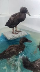 Happy Duck Surfs in the Tub