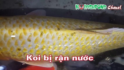 3 Cách trị Rận, Trùng mỏ neo trên cá Koi hiệu quả và an toàn nhất