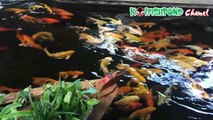 Beautiful Butterfly Koi  - Cá Koi Bướm đẹp