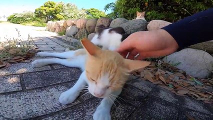 I took photos of stray cats living in Japan.52