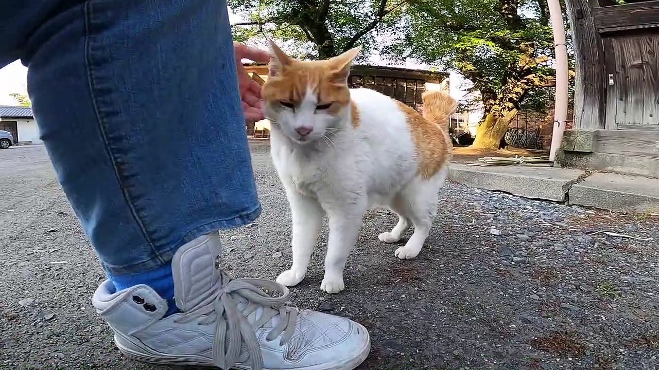 I took photos of stray cats living in Japan.53