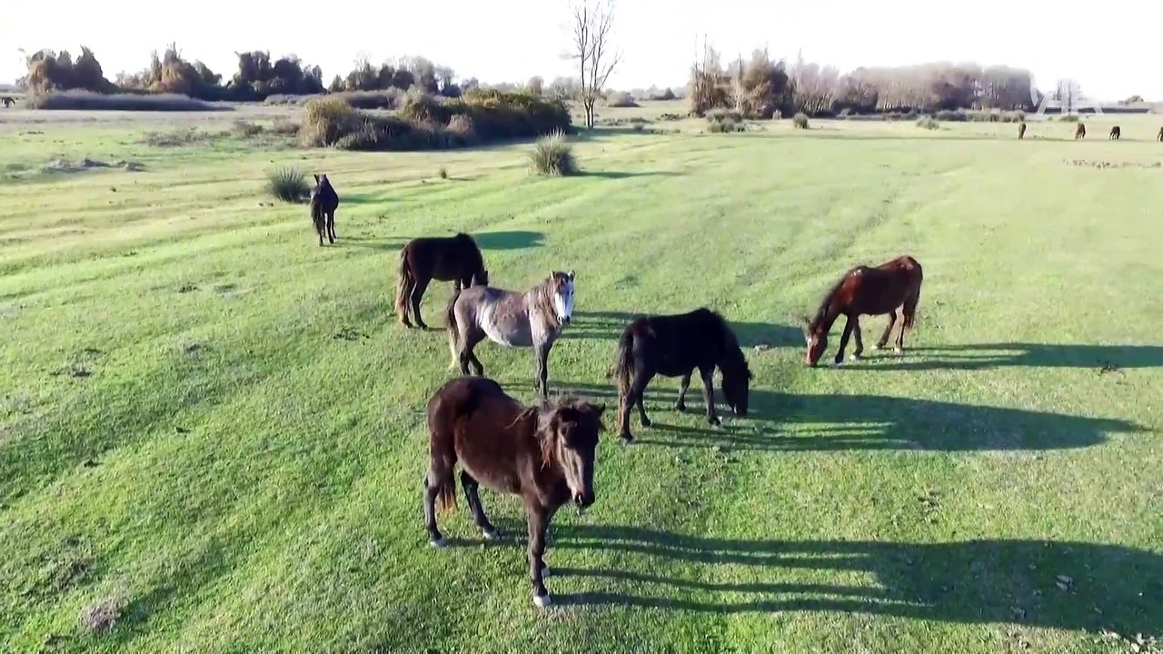 Kızılırmak Deltası'ndaki yılkı atları fotoğraf tutkunlarının gözdesi oldu
