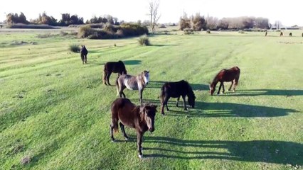 Kızılırmak Deltası'ndaki yılkı atları fotoğraf tutkunlarının gözdesi oldu