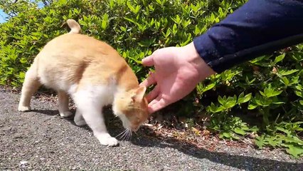 I took photos of stray cats living in Japan.54