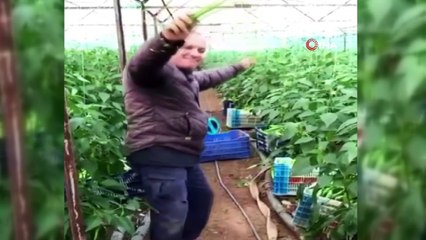 Yeşil biber fiyatındaki artış üreticiye çiftetelli oynattırdı