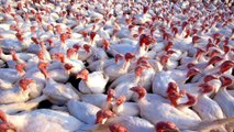 No Case Of Bird Flu In Maharashtra, Know The Myths And Reality