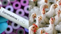 Bird Flu और Coronavirus में क्या है ज्यादा खतरनाक, जानिए इसके लक्षण और बचाव | Boldsky