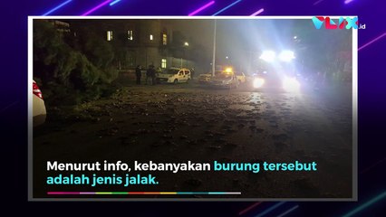 Ratusan Burung Mati Berjatuhan Usai Perayaan Tahun Baru