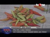 Tergiur Harga Tinggi, Petani Cat Cabai Rawit Jadi Merah