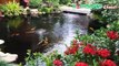 Beautiful koi pond and garden - Hồ cá koi sân vườn đẹp