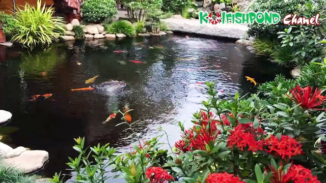 Beautiful koi pond and garden - Hồ cá koi sân vườn đẹp