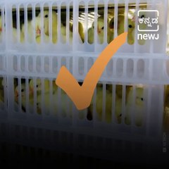 Myths Vs Facts Of Flu Or Avian Influenza