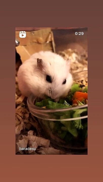 hamster