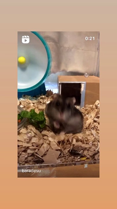 hamster