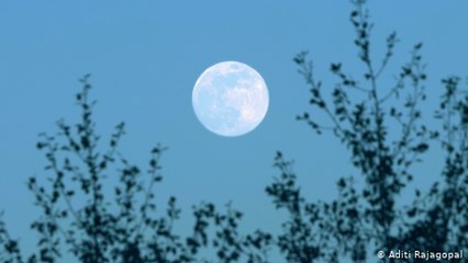 Protecting bats from light pollution