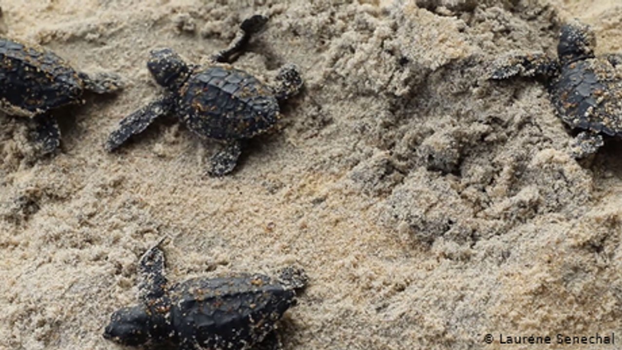 Ivory Coast: Collaborative action to protect turtles