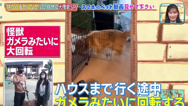 ようつべ バラエティ 動画　9tsu　Miomio - どうぶつピース！！ 動画　9tsu 2021年1月7日　