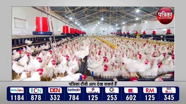 बर्ड फ्लू की दस्तक से दहशत, पोल्ट्री फॉर्म को बचाने में जुटा विभाग
