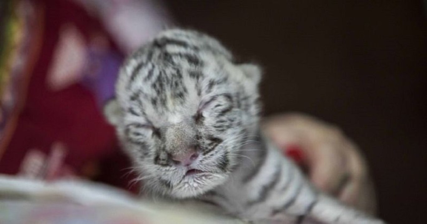 Une tigresse blanche très rare est née dans un zoo du Nicaragua