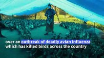 India culls tens of thousands of birds over avian flu outbreak