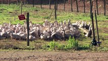 Enten weg, Einkommen weg: Vogelgrippe macht Franzosen zu schaffen