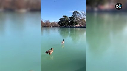 Heladas en Madrid: los patos del estanque del Retiro caminan sobre el agua